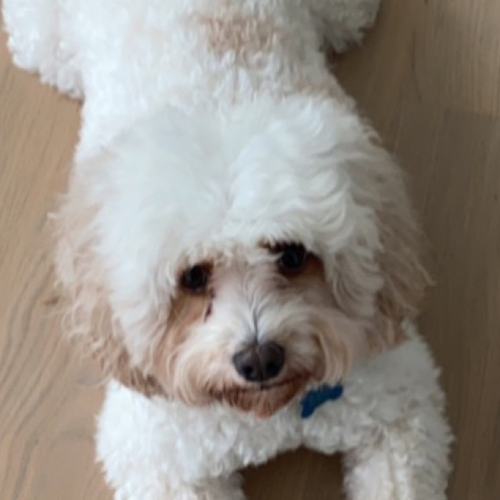 Meet your Posher, Lily